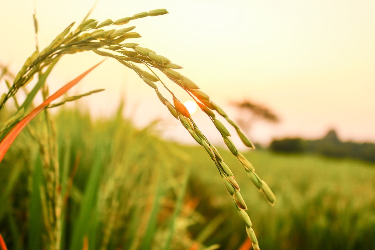 rice-3607406_1920